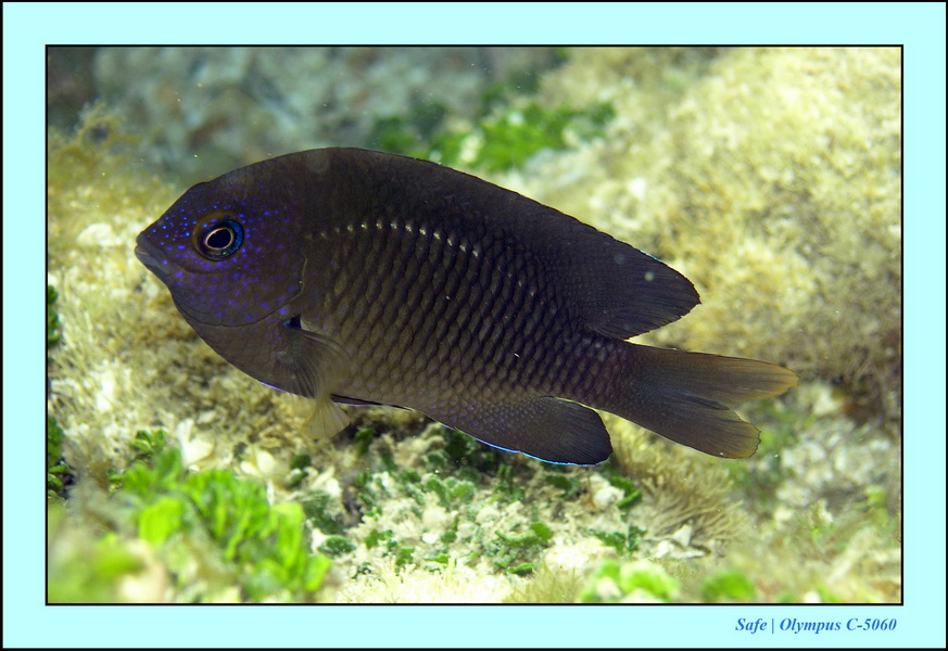 2005 - 11 - Maragogi - parc marin de gales 22.JPG